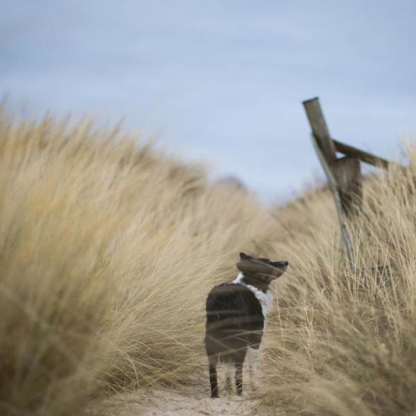 Hund auf einem Ausflug in den Dünen