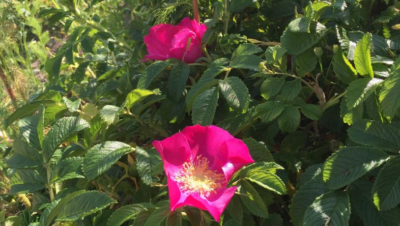 hybenrose plante natur
