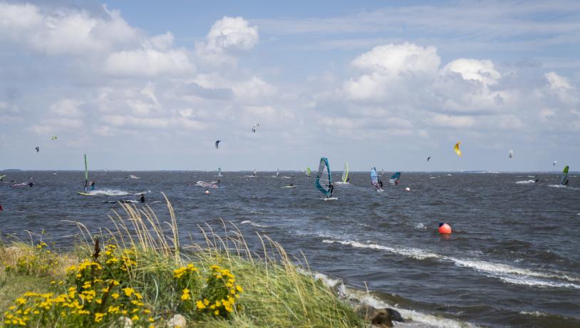 Mange ude og Windsurfe i Ringkøbing Fjord en sommerdag