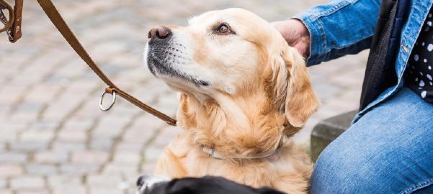 Die Hunde geniessen Urlaub