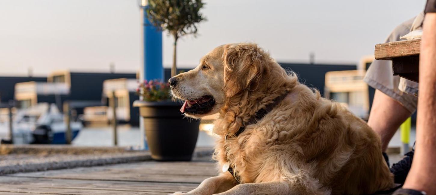 Hund med på ferien 