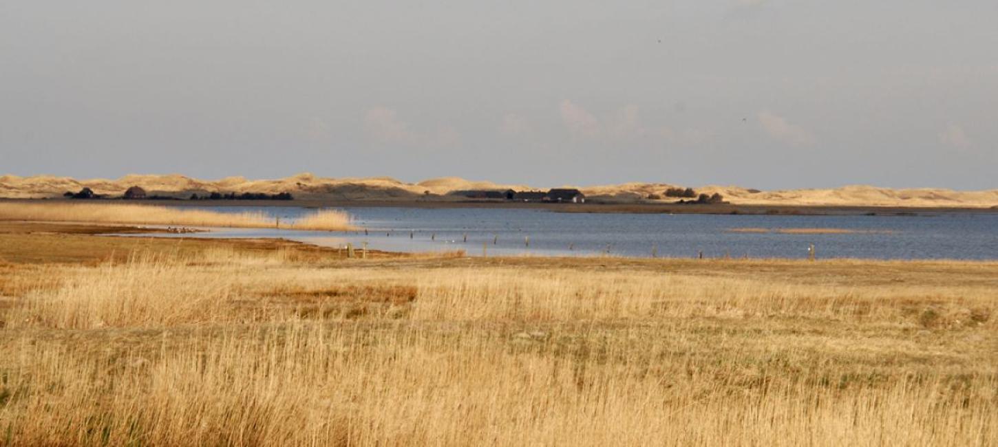 Stadil fjord fugle