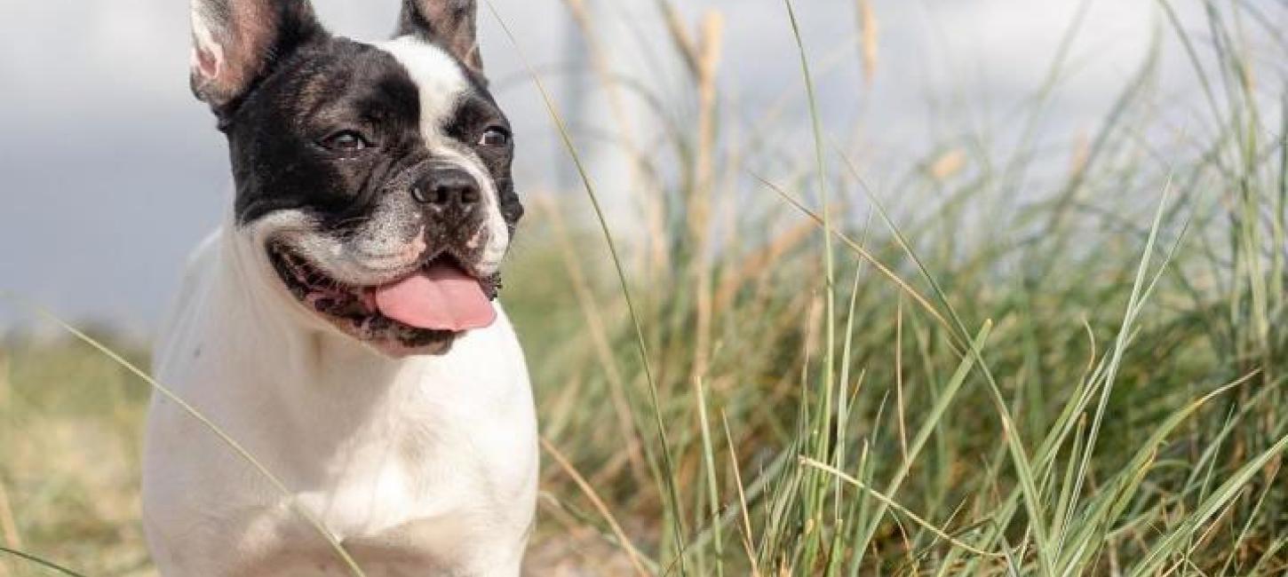 Hund bei Lyngvig Fyr Dünen monat des hundes