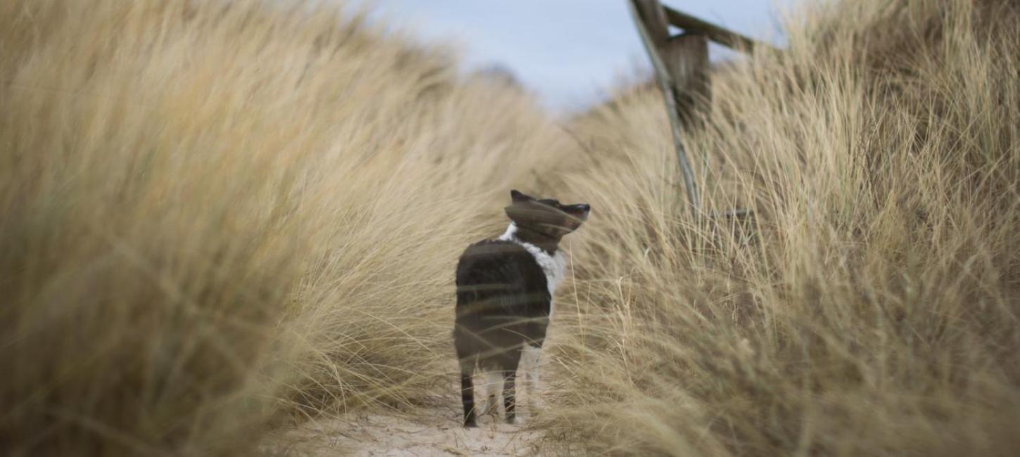 Hund auf einem Ausflug in den Dünen