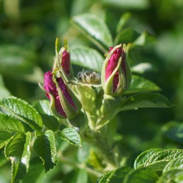 Smuk pink hybenrose