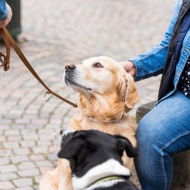 Die Hunde geniessen Urlaub 