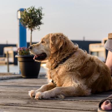 Hund med på ferien 