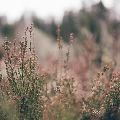 Natur- og kulturvejledning