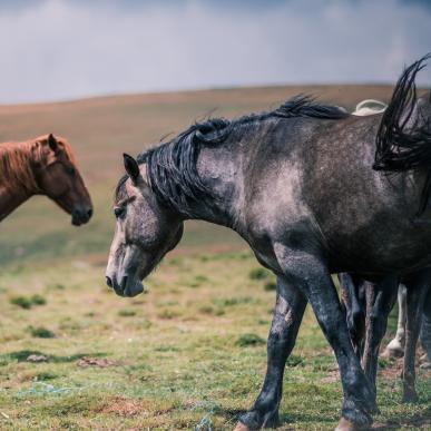 Hest i et smukt landskab