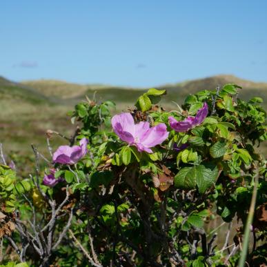 Hybenrose med klitterne i baggrunden