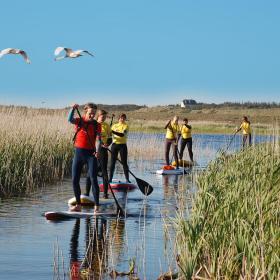 Stand Up Paddle på Ringkøbing Fjord 