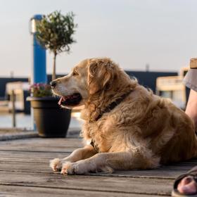 Hund med på ferien 